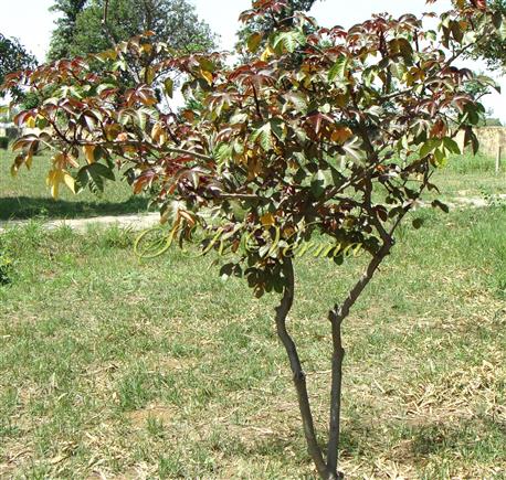  Plant